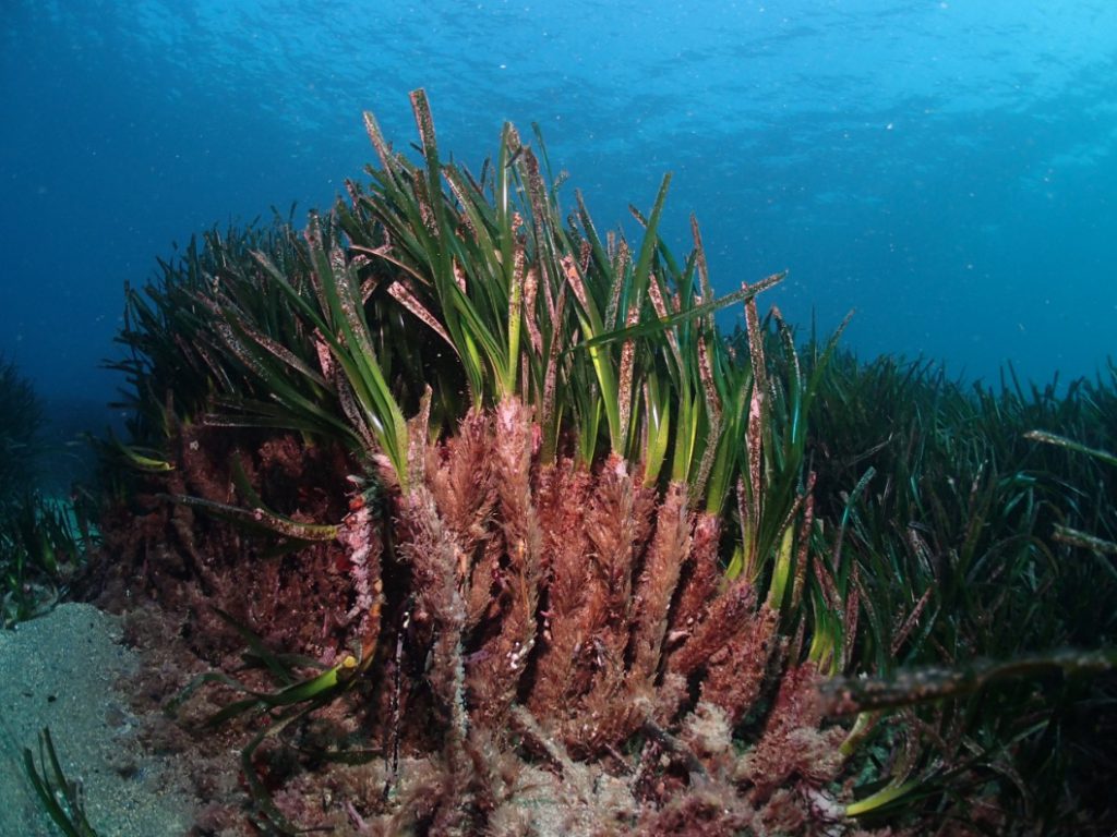 Posidonia_Oceanica_01_1