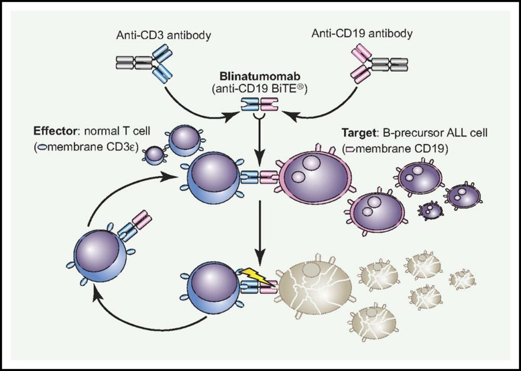 blinatumomab