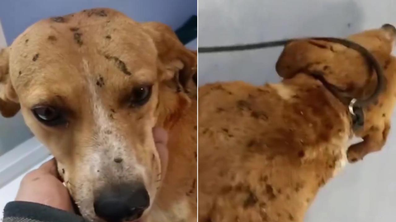 Adottato Blanco, il cane torturato con l'olio bollente - Napoli Village -  Quotidiano di Informazioni Online